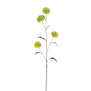 Gartenblume Sarı Allium Spreyi